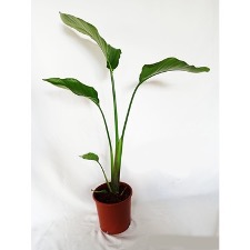 https://niluferpeyzajsulama.com/uploads/products/3935-starlic-e.jpg