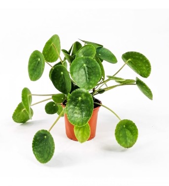 https://niluferpeyzajsulama.com/uploads/products/4159-pilea-bitkisi.jpg